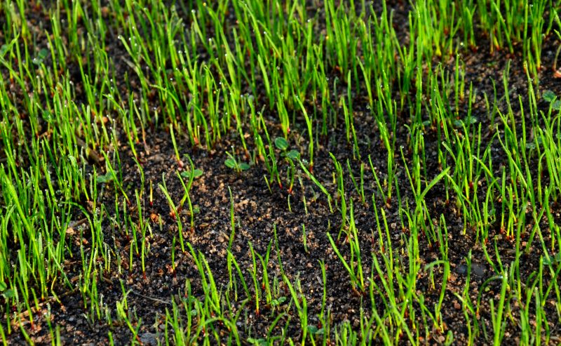 Spring Lawn Preparation