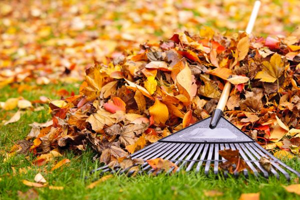 Leaves Removal in Camarillo