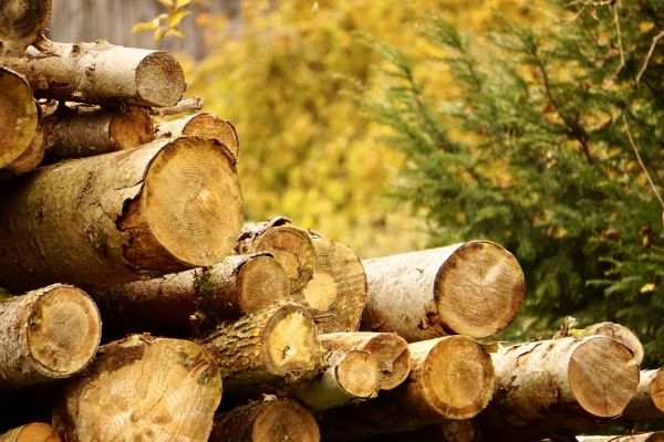 Wood Pile Removal in Camarillo