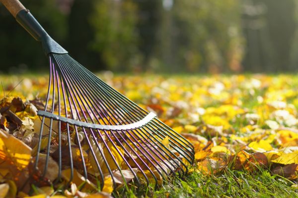 Leaf Raking Service in Camarillo