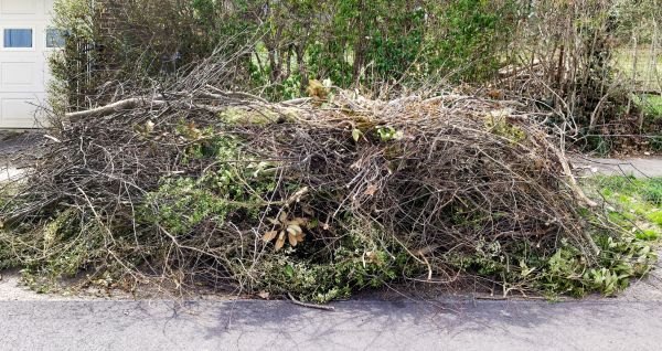 Tree Limb Cleanup in Camarillo