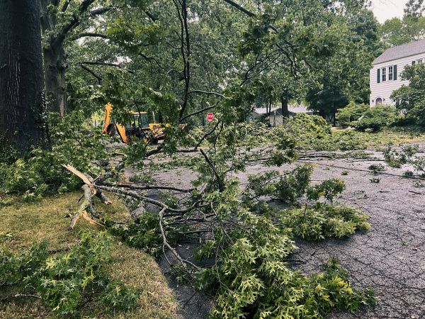 Tree Branch Disposal in Camarillo