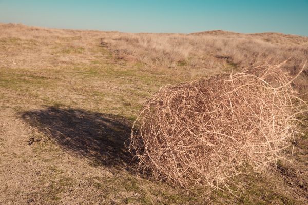 Tumbleweed Removal in Camarillo