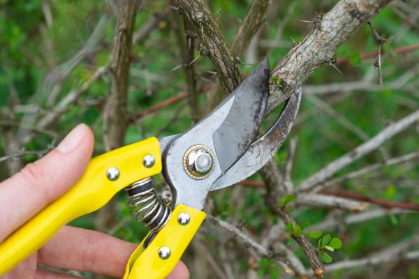 Limbs Removal in Camarillo