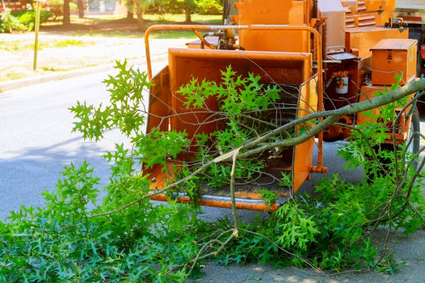 Tree Branches Removal in Camarillo