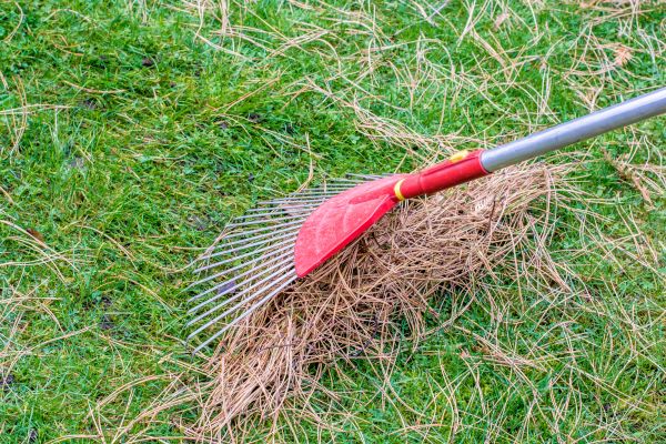 Yard Raking in Camarillo