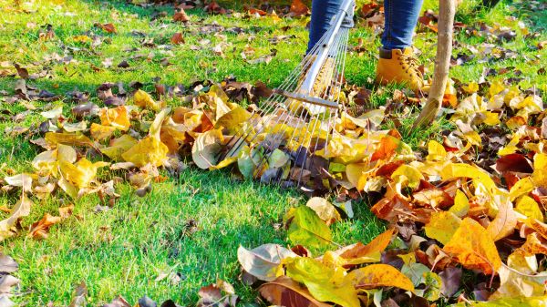 Lawn Cleanup Service in Camarillo