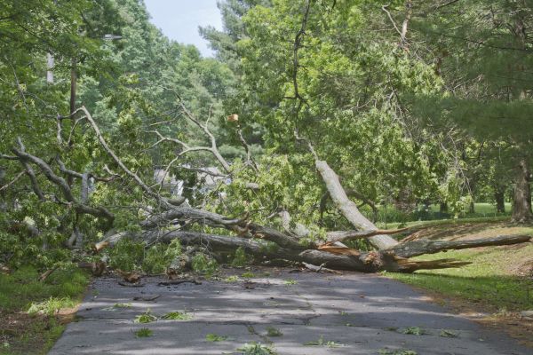Tree Debris Removal in Camarillo
